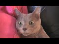 My Russian Blue cat