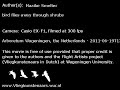 Boomklever - Nuthatch - Sitta europaea Boomklever - Nuthatch - Sitta europaea