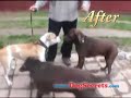 Kevin Salem of Real-Life Dog Training Tames a Mean Pit Bull