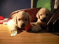 catei labrador la 4 saptamani