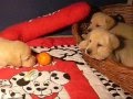 catei labrador la 4 saptamani