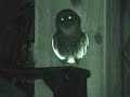 The male barred owl brings his mate dinner. Listen to the vocalization between the two. This is the first time he has delivered to the nest. This will be critical in a couple weeks when she spends 30 days, 24/7 sitting on eggs. She depends on his food support.