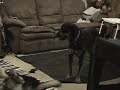 The Dogs Again