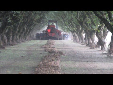 how to harvest hazelnuts