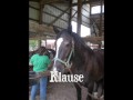 BR Horses 2008
