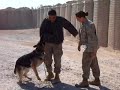 Military dog attack in Iraq