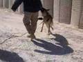 Military dog attack in Iraq