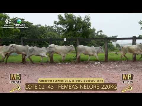 536� LEIL�O VIRTUAL MB LEIL�ES