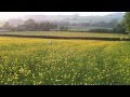 The Buttercup Meadows of Teesdale