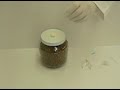 Inoculation of MYG Mushroom Kit Grain Jar from MYGTech.com with Spore Syringe from Sporepod.com