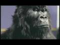 videos de Phill collins cadbury