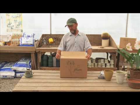 how to replant paperwhite bulbs