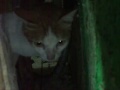 KISAH CINTA FITRI.wmv