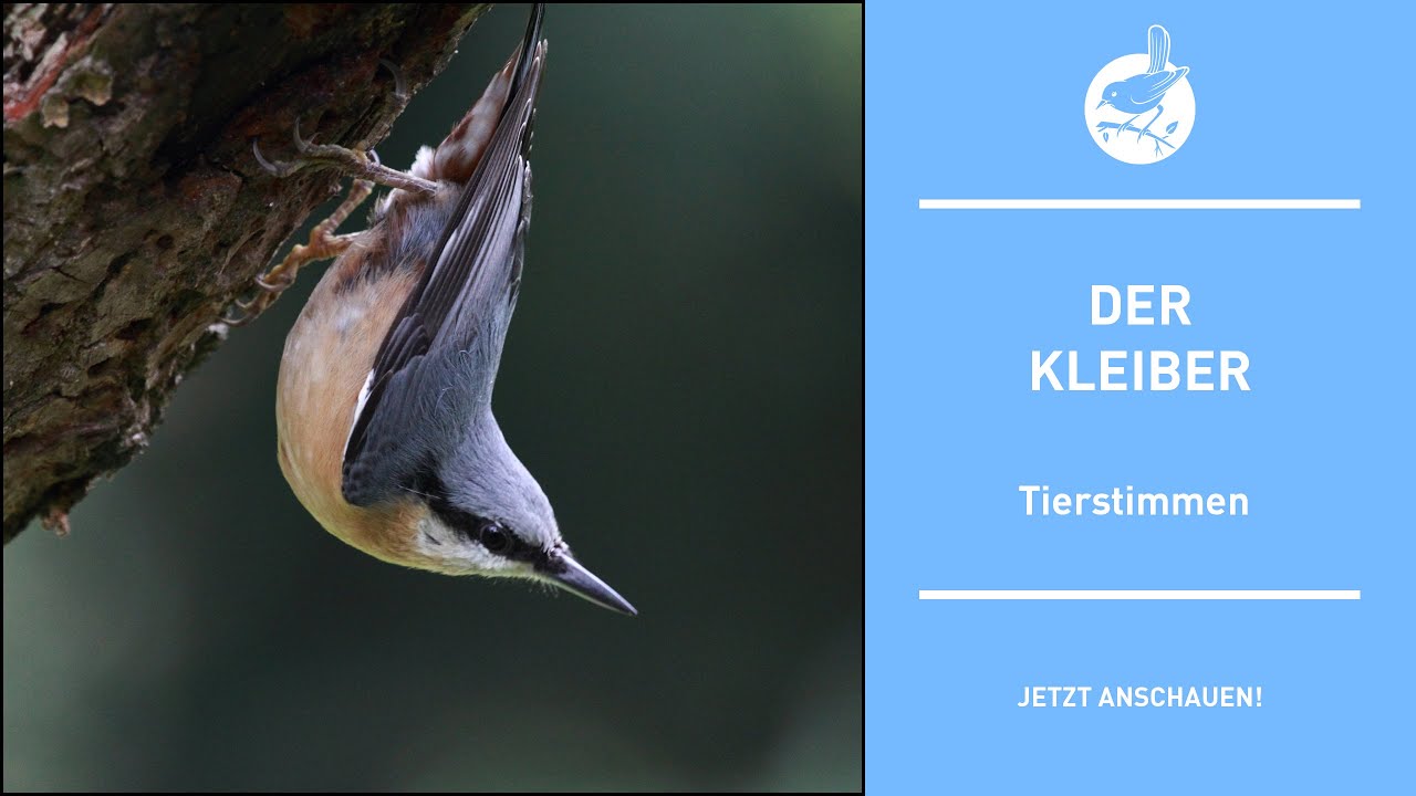 Vogelstimmen: Der Kleiber - Nuthatch - Sitta europaea (4k)