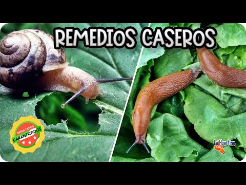 Babosas, - Podéis seguirme en Facebook : http://www.facebook.com/LaHuertinaDeToni/ Los caracoles y las babosas son una plaga en la huerta, muchas veces, nos destrozan l...