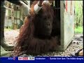 Sky World News - Orangutans & Palm Oil