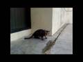 A community cat called Stad-Long-Tail
