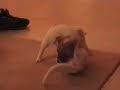 kitten vs puppy