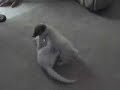 kitten vs puppy