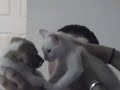 kitten vs puppy