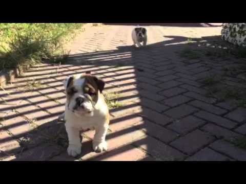 BUBBA AND ROCCO AVAILABLE NOW ITSABULLDOGSWORLD.COM