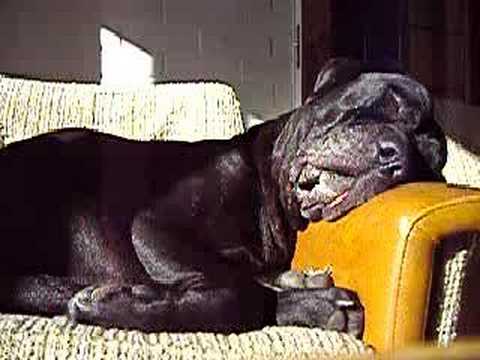 bandog