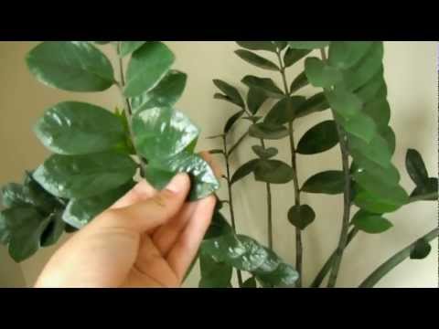 how to care zz plant