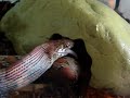 Vicious Snake Feeding Vicious Snake Feeding