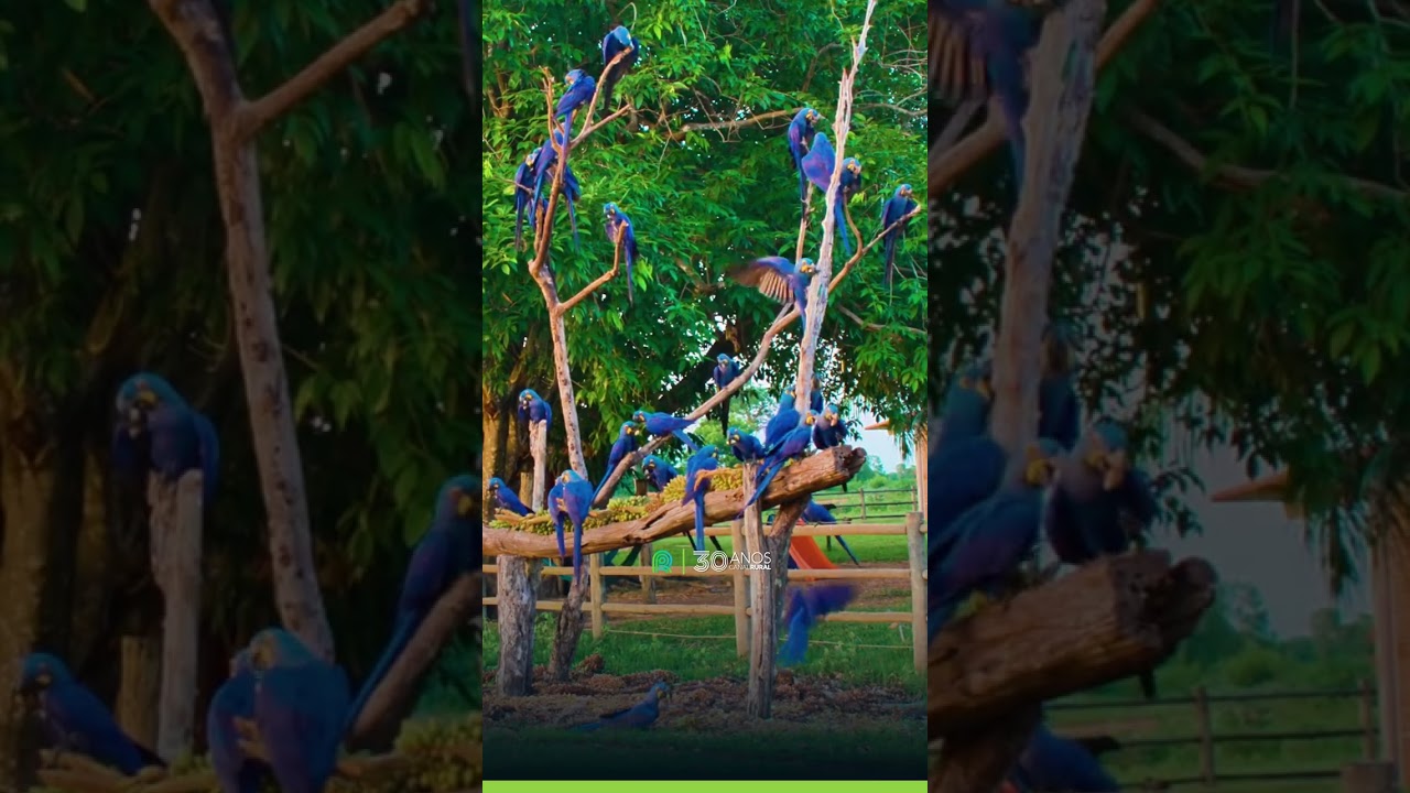 Espetáculo de araras-azuis no Pantanal