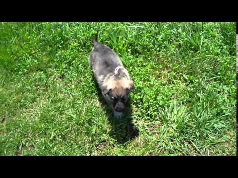 Princess Leias Miss Carmel Pecan Pie Silver Sable Female Puppy
