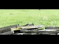 Boeren Zwaluw. Jong maakt doorstart. Boeren Zwaluw. Jong maakt doorstart.