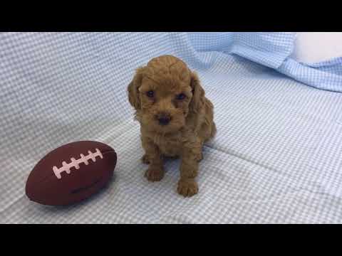 Alex red boy toy poodle