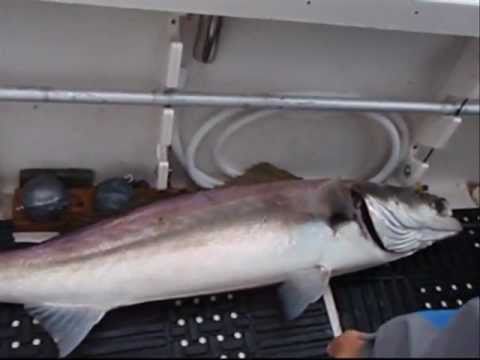 North Cal Sportfishing - http://www.northcalsportfishing.com/ Book a trip on the Connie T. 2010, Monterey to San Francisco had an incredible run of White Seabass aka