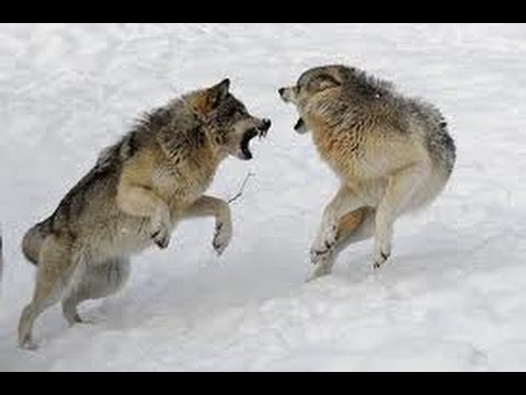 Wolves Fight