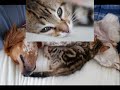 les chats de gouttiere