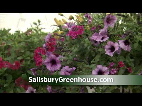 how to fertilize hanging baskets