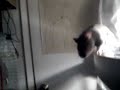 ratzz ratzz