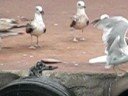 Gulls