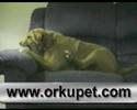 Cachorro Retardado