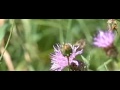 Wasp flying from flower to flower