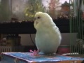 Tagged! 5 facts about my budgies (Vlog tag game) Tagged! 5 facts about my budgies (Vlog tag game)