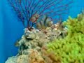 Cardinalfish