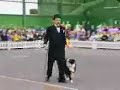 Cachorro inteligente