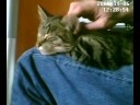 (uploaded by typan)&nbsp;Kitty ! 