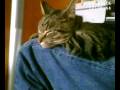 (uploaded by typan)&nbsp;Kitty ! 