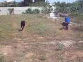 cane corso al lavoro