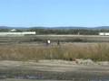 videos de The Falcon run 1
