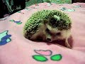 Piglet Self Anoints Piglet Self Anoints