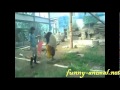Panda riding a horse and waiting zoo keeper
