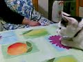 gatto fa versi assurdi per la mosca...da ridere!!! gatto fa versi assurdi per la mosca...da ridere!!!
